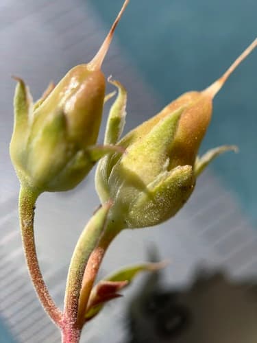 Gairdner's Beardtongue (Penstemon gairdneri)