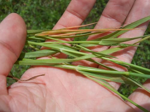 May grass (Phalaris caroliniana)
