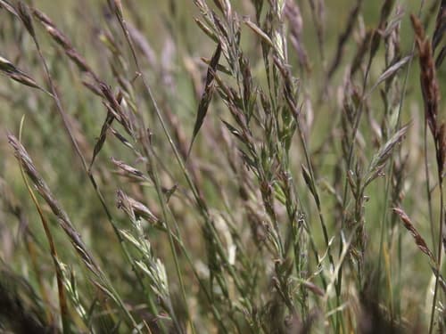 Rocky Mountain Fescue (Festuca saximontana)