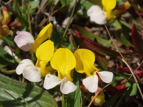 Seaside Bird's-foot Trefoil (Hosackia gracilis)
