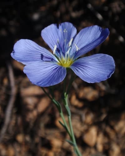 Lewis's Flax (Linum lewisii)