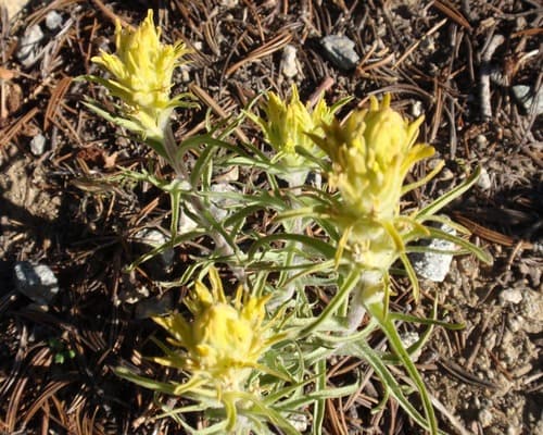 Cobwebby Indian Paintbrush (Castilleja arachnoidea)