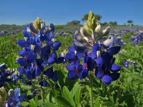 Texas Bluebonnet (Lupinus texensis)