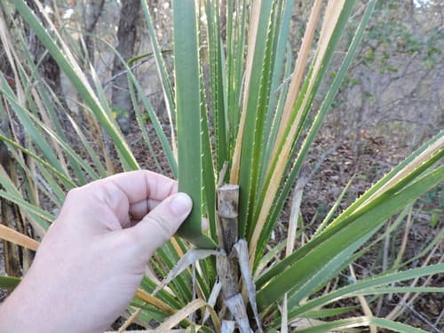 Texas Sotol (Dasylirion texanum)