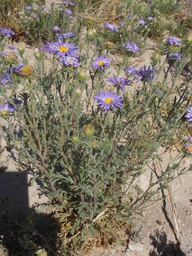 Tansy-aster (Machaeranthera tanacetifolia)