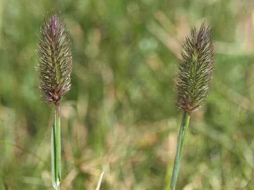 Alpine Timothy (Phleum alpinum)