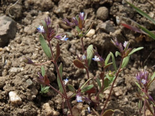 Maiden Blue Eyed Mary (Collinsia parviflora)