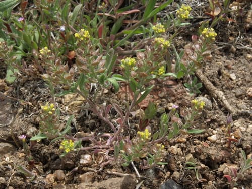 Desert Madwort (Alyssum desertorum)
