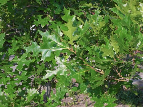 Texas Red Oak (Quercus buckleyi)