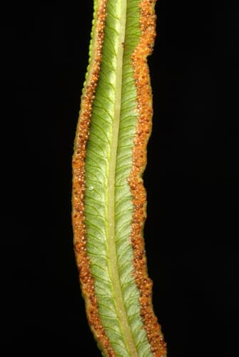 Bahama Brake (Pteris bahamensis)