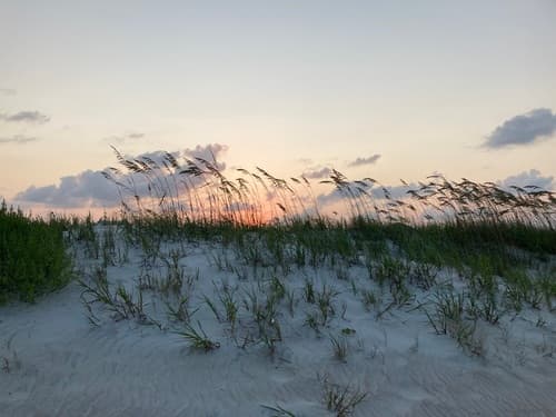 Sea Oats (Uniola paniculata)