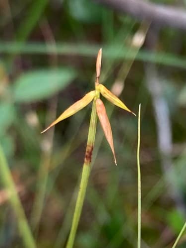 Fewflower Sedge (Carex pauciflora)