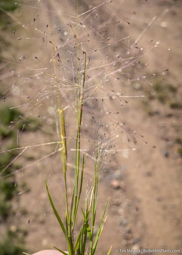 Alkali Muhly (Muhlenbergia asperifolia)