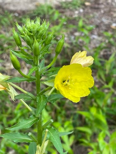 German-rampion (Oenothera biennis)