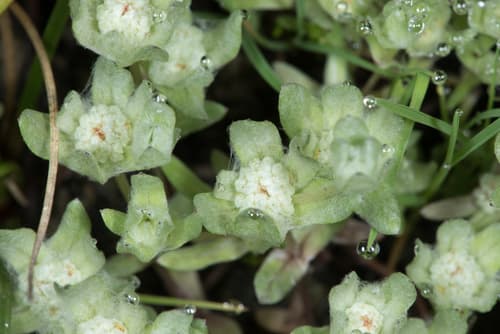 Short Woollyheads (Psilocarphus brevissimus)