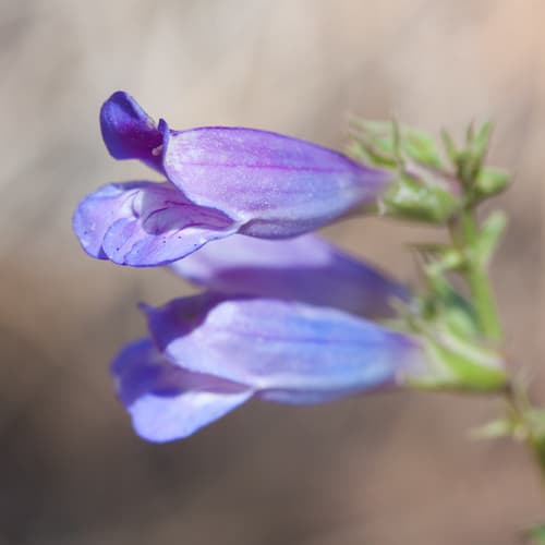 Royal Penstemon (Penstemon speciosus)