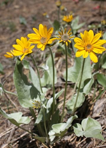 Arrowleaf Balsamroot (Balsamorhiza sagittata)