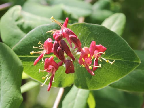 Smooth Honeysuckle (Lonicera dioica)