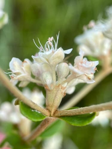 Dogtongue buckwheat (Eriogonum tomentosum)