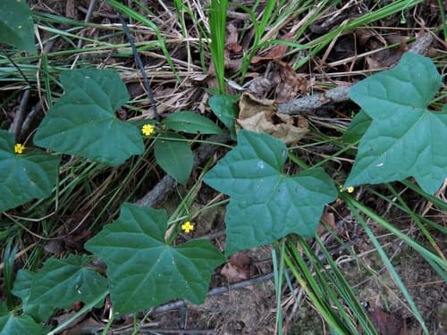 Creeping-cucumber (Melothria pendula)