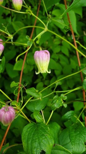 Pitcher's Clematis (Clematis pitcheri)