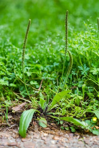 Rugel's Plantain (Plantago rugelii)