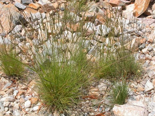 Idaho fescue (Festuca idahoensis)
