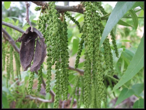 Nogal Morado (Carya illinoinensis)