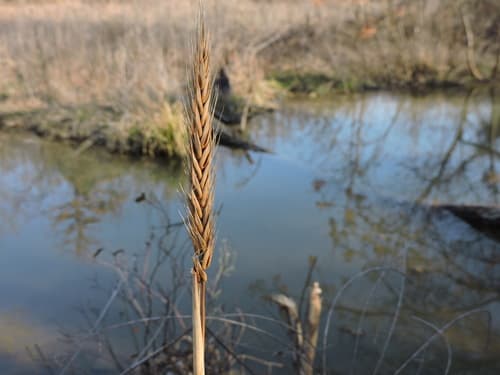 Virginia Wild Rye (Elymus virginicus)