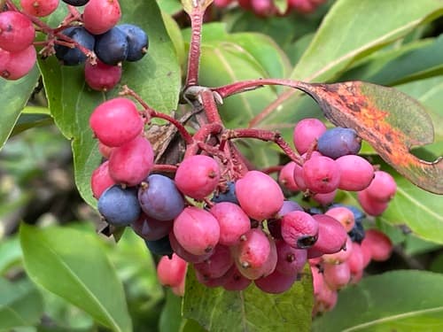 Witherod (Viburnum cassinoides)