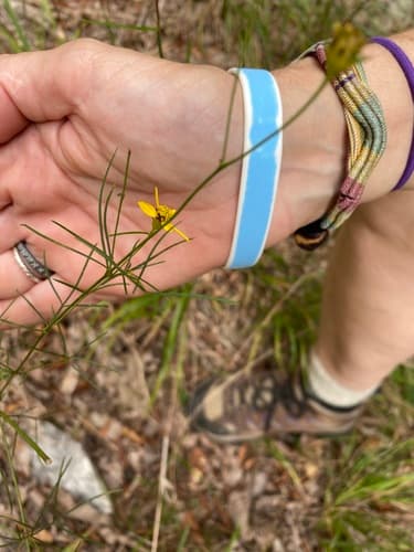 Whorled Tickseed (Coreopsis verticillata)