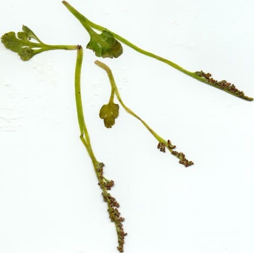 Little Grapefern (Botrychium simplex)