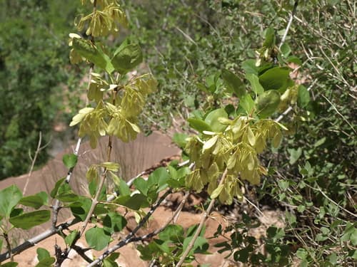 Utah Ash (Fraxinus anomala)