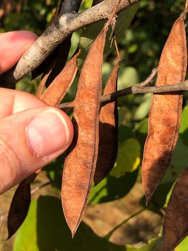 Judastree (Cercis canadensis)