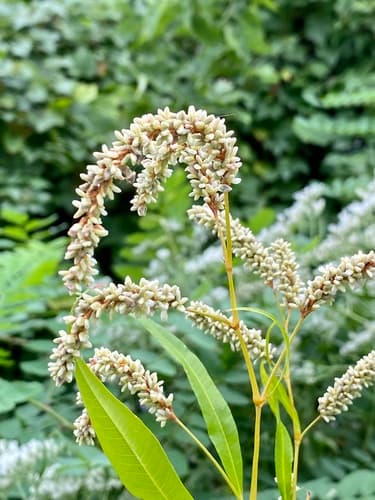 Pale Knotweed (Persicaria lapathifolia)
