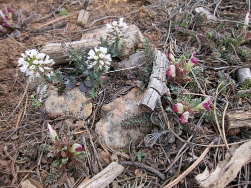 Dwarf Lousewort (Pedicularis centranthera)
