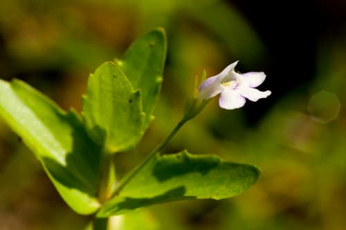 Moist-bank-pimpernel (Lindernia dubia)