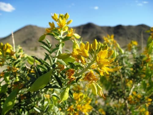 Bladderpod (Peritoma arborea)