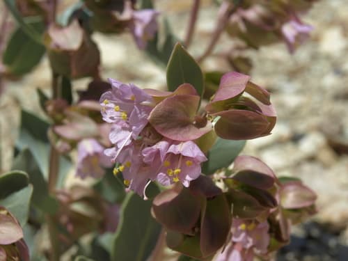 Winged Four O'clock (Mirabilis alipes)