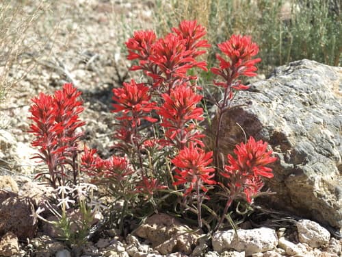 Desert Indian Paintbrush (Castilleja chromosa)
