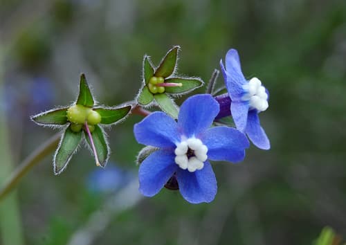 Pacific hound's tongue (Adelinia grandis)
