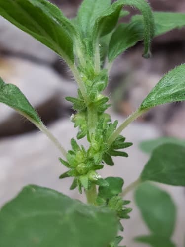 Pennsylvania Pellitory (Parietaria pensylvanica)