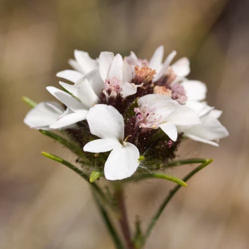 Sticky Calycadenia (Calycadenia multiglandulosa)