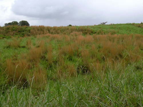 Broom-sedge (Andropogon virginicus)