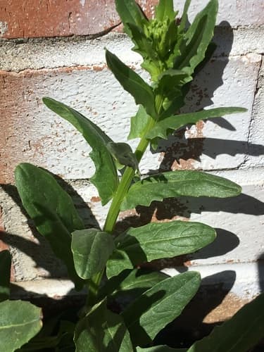 Bastard Cress (Thlaspi arvense)