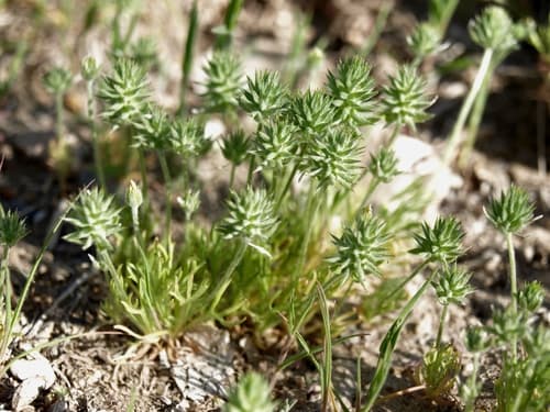 Little Bur (Ranunculus testiculatus)