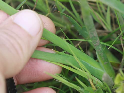 Iris-Leaved Rush (Juncus xiphioides)