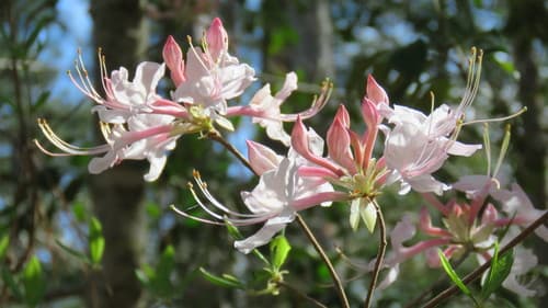 Hoary Azalea (Rhododendron canescens)