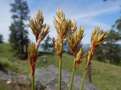 Liddon Sedge (Carex petasata)