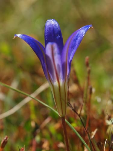 Elegant Cluster-lily (Brodiaea elegans)
